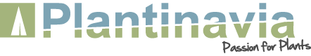 Plantinavia